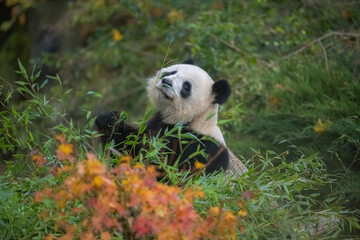 A giant panda eating bamboo in the grass, portrait in autumn
