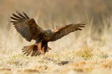 Flying Birds of prey Marsh harrier Circus aeruginosus, hunting time Poland Europe