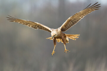 Flying Birds of prey Marsh harrier Circus aeruginosus, hunting time Poland Europe