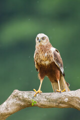 Flying Birds of prey Marsh harrier Circus aeruginosus, hunting time Poland Europe