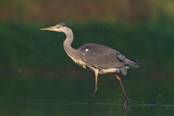 Bird Grey heron, gray heron Ardea cinerea bird on dark green background, hunting time