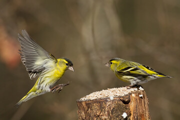 Bird Siskin Carduelis spinus male, small yellow bird, winter time in Poland Europe