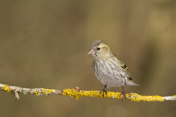 Bird Siskin Carduelis spinus male, small yellow bird, winter time in Poland Europe