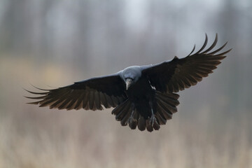 Bird beautiful raven Corvus corax North Poland Europe