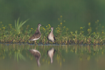 Shorebirds - Wood Sandpiper Tringa glareola, wildlife Poland Europe