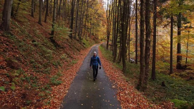 Traveller in a blue jacket walks along a forest path surrounded by orange fallen leaves from the beech forests spread around the path. Autumn atmosphere