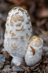 mushrooms in the forest