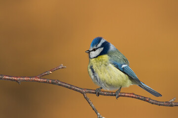 Bird - Blue Tit Cyanistes caeruleus perched on tree