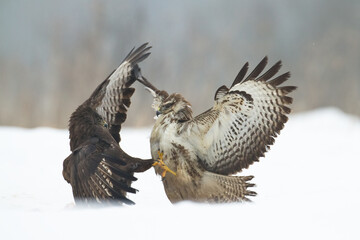 landing Common buzzard Buteo buteo in the fields in winter snow, buzzards in natural habitat, hawk bird on the ground, predatory bird close up winter bird