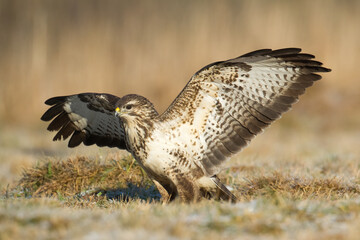 landing Common buzzard Buteo buteo in the fields in winter snow, buzzards in natural habitat, hawk bird on the ground, predatory bird close up winter bird