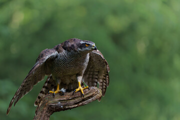 Northern goshawk (accipiter gentilis) searching for food in the forest of Noord Brabant in the Netherlands