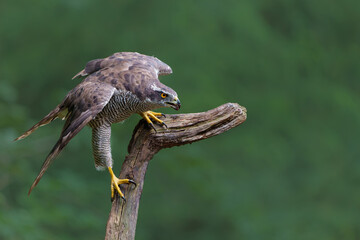 Northern goshawk (accipiter gentilis) searching for food in the forest of Noord Brabant in the...