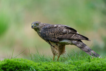 Northern goshawk (accipiter gentilis) searching for food in the forest of Noord Brabant in the Netherlands