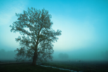 Landscape sunset in Narew river valley, Poland Europe, foggy misty meadows with willow trees,...