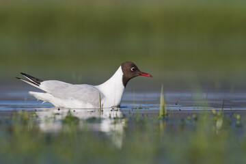 Bird black-headed gull Chroicocephalus ridibundus spring time Poland, Europe