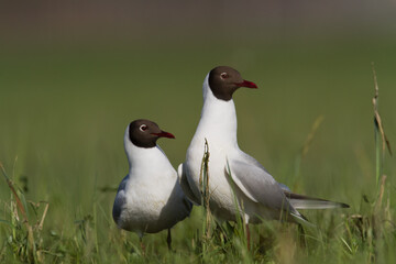 Bird black-headed gull Chroicocephalus ridibundus spring time Poland, Europe