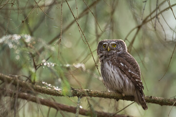 Pygmy owl Glaucidium passerinum little owl natural dark forest north parts of Poland Europe	