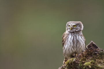Pygmy owl Glaucidium passerinum little owl natural dark forest north parts of Poland Europe	