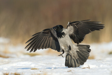Bird - Hooded crow Corvus cornix in amazing warm background Poland Europe