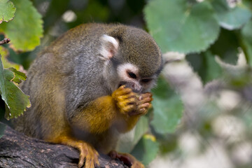 Naklejka na ściany i meble Closeup cute little monkey chewing human like