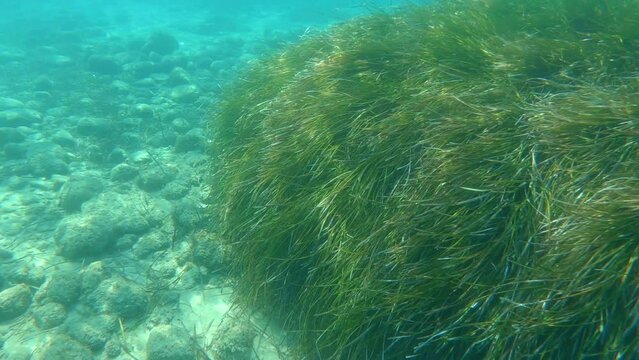 Posidonia oceanica or Mediterranean tapeweed underwater grass sways from the undercurrent in the Aegean Sea in Greece