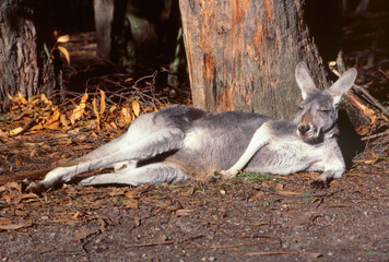Naklejka na ściany i meble Australia: a kangaroo relaxing under a tree