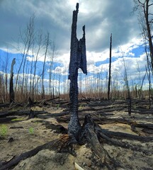 Black ugly burnt tree trunks as consequences of a forest fire