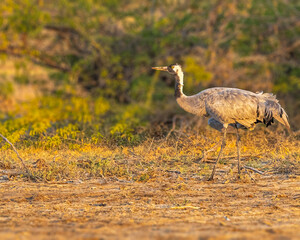 A common Crane walking in a field