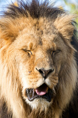Obraz premium extreme closeup lion mane wild animal funny