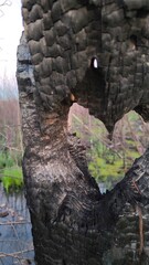 A heart shaped hole in a burnt tree trunk