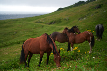 Horses by the Sea,  Cape Breton, Nova Scotia