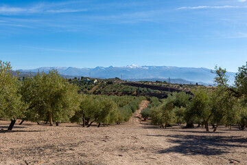 Large expanses of olive trees in the countryside of Andalucia (Spain)