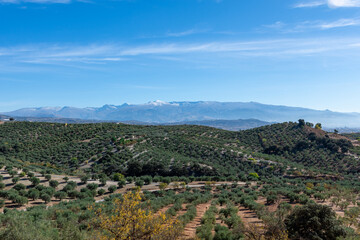 Large expanses of olive trees in the countryside of Andalucia (Spain)