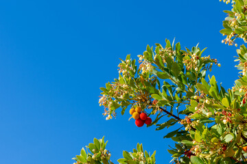 Fruits on the branches of a strawberry tree over blue sky on a sunny autumn morning in Andalucia (Spain)