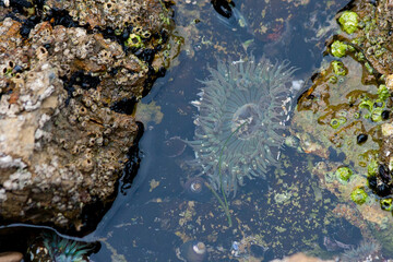 Starburst Anemone in a tidepool