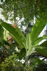 Obraz premium Bananier dans la serre