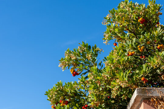 Fruits on the branches of a strawberry tree over blue sky on a sunny autumn morning in Andalucia (Spain)