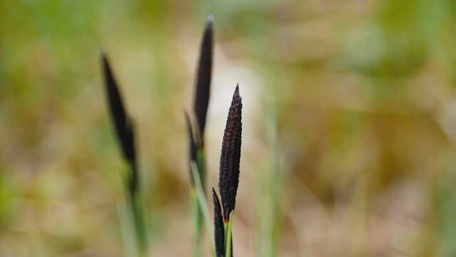 Flowering spikelet of sedge. Spring grass blurry n