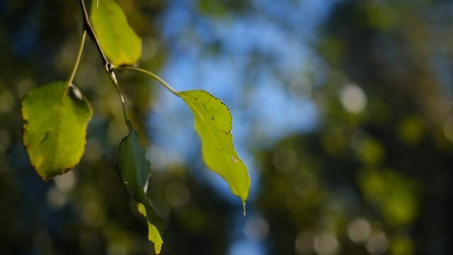 fresh grean leafs on sunny days on the tree with s