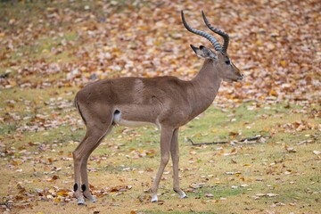 Beautiful deer in wilderness © Jeremy Miller/Wirestock Creators