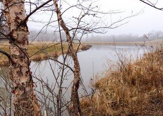 Looking out over a pond on an early foggy March morning.