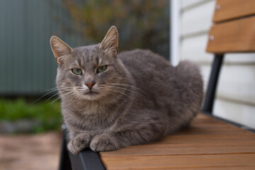 a grey cat is lying on a wooden bench in the garden