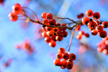 Fototapeta na wymiar A branch of red viburnum with berries transparent through the sun on a gently blue sky background.