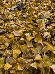 autumn leaves background