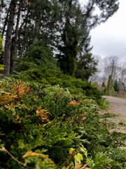 pine forest in autumn