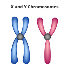 Vector icons of X and Y chromosomes isolated on a white background. XY sex-determination system. Females have two XX sex chromosomes, Males have two XY sex chromosomes. Genetic code, code for sex.