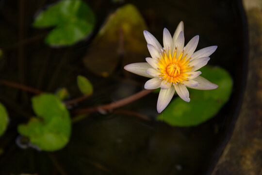 White water lily or lotus close up