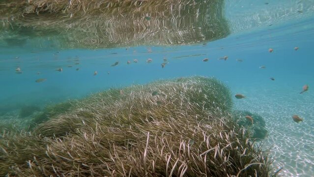 Posidonia oceanica or Mediterranean tapeweed underwater grass sways from the undercurrent in the Aegean Sea in Greece
