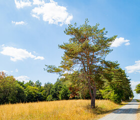 landscape with impressive pine trees