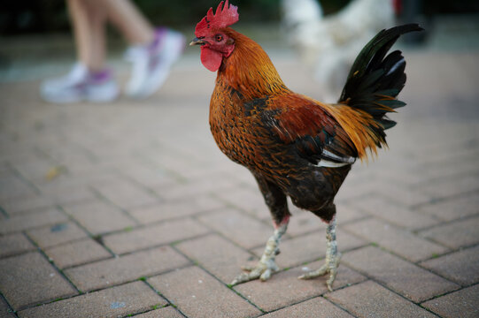 Rooster walking with people